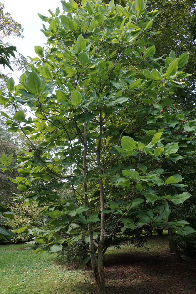 Young tree with prominent foliage.