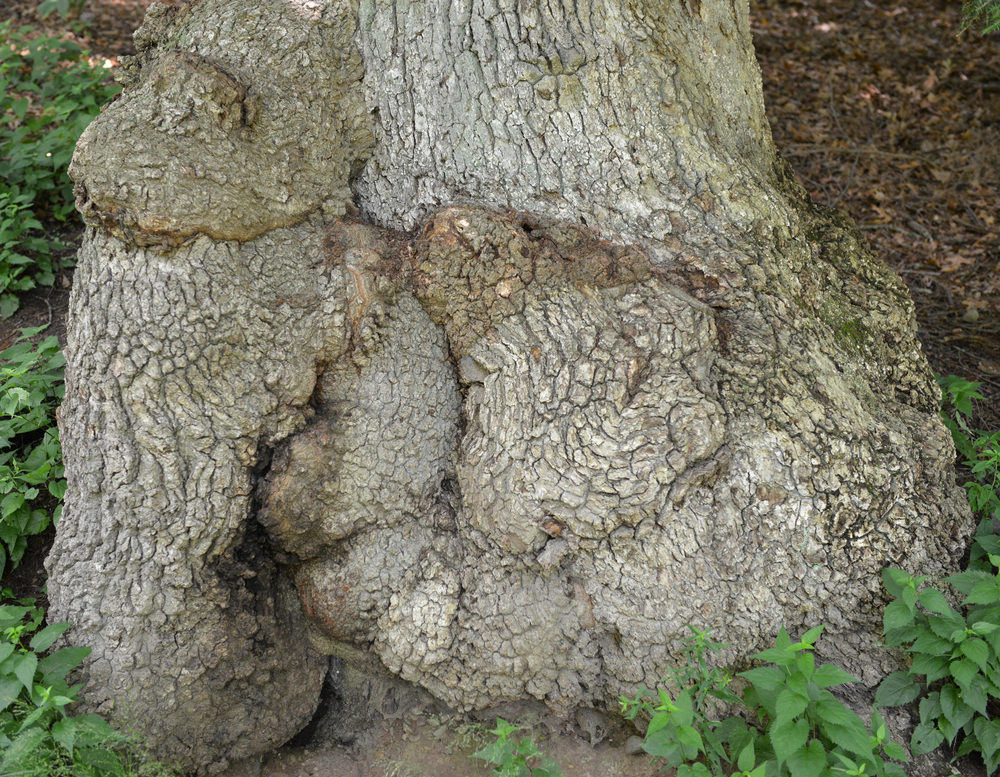 Rough mature bark.