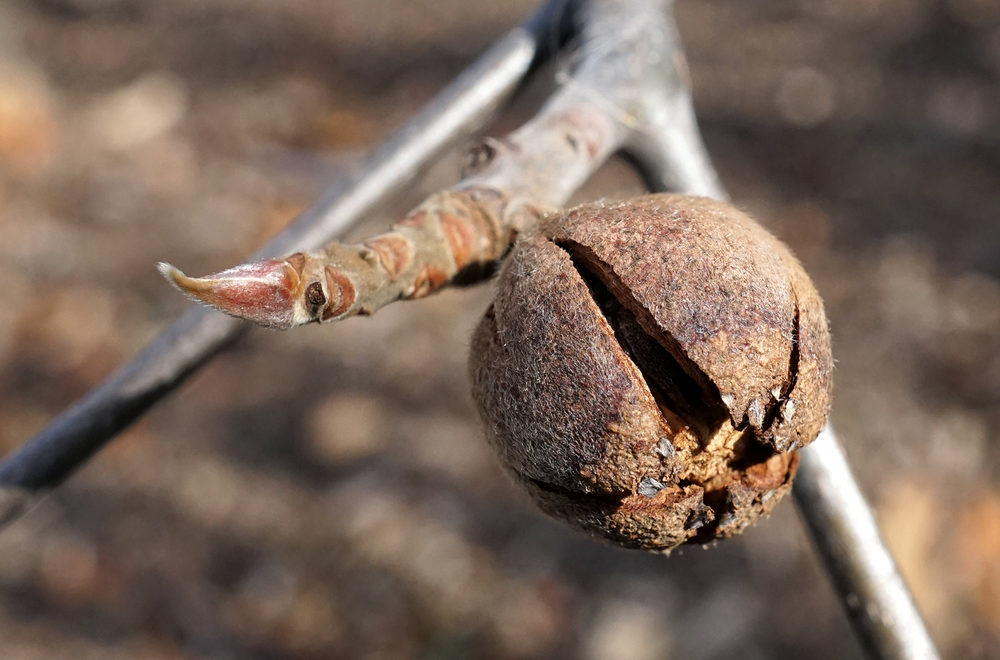 Seed capsure of Franklinia alatamaha