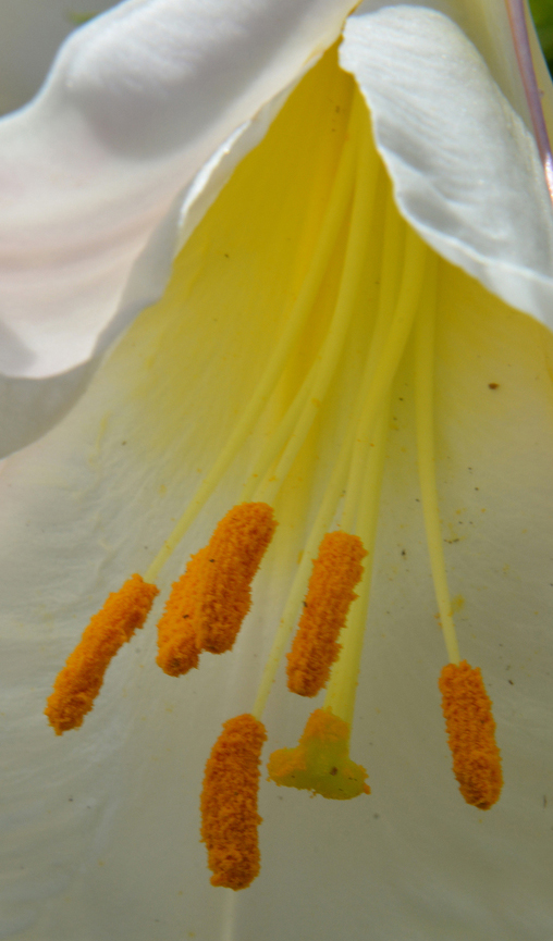 Prominent, pollen-covered anthers surround a stigma.