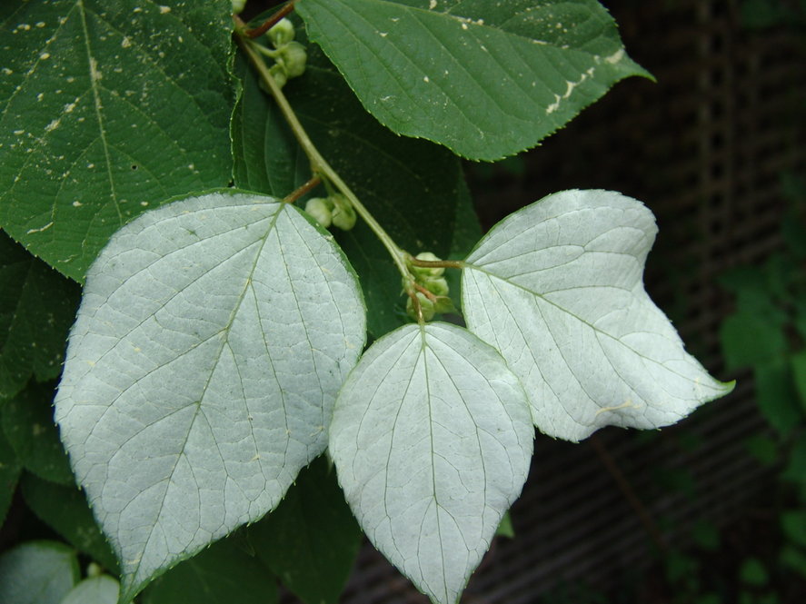 The attractive variegated foliage of kolomikta kiwi (Actinidia kolomikta).
