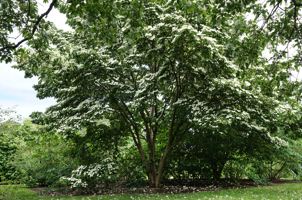 Mature specimen in full bloom.