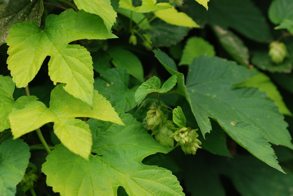 Showy foliage and aromatic fruits of golden hops (Humulus lupulus ‘Aurea’).