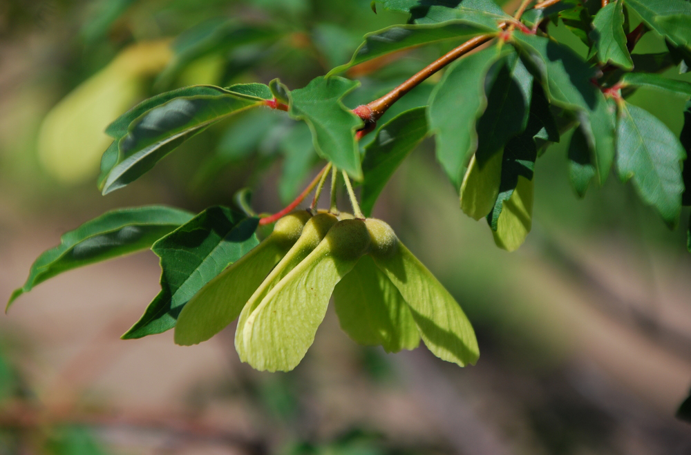 Foliage and winged seeds of Acer griseum