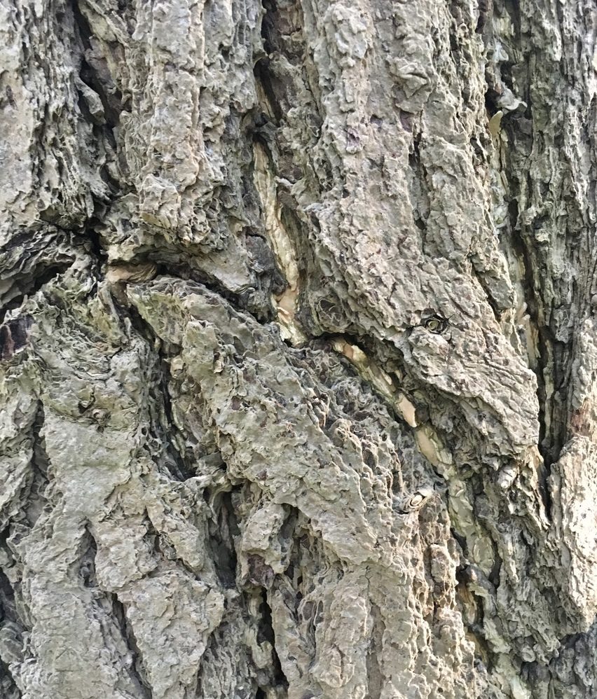 Gray, plated bark, often covered with lichen.