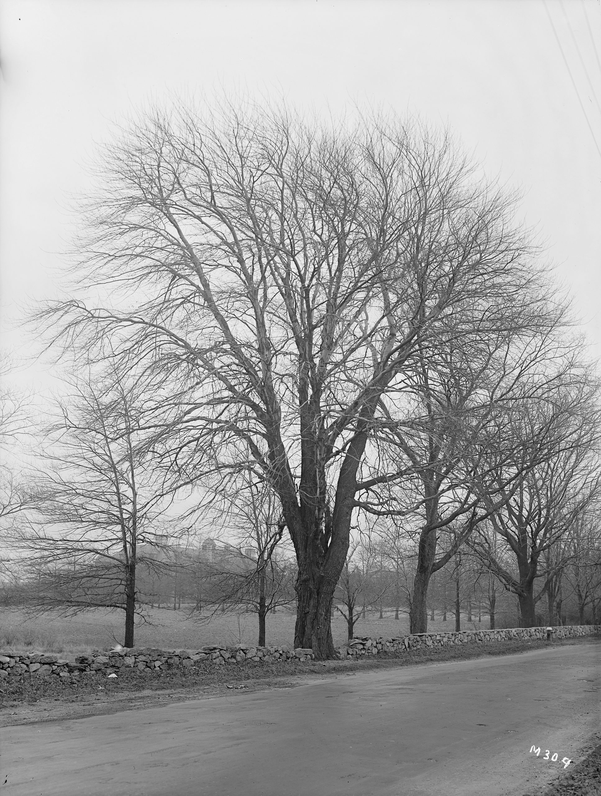 A red maple *i*(Acer rubrum)*/i* on Walk Hill Street, Jamaica Plain, Massachusetts.
