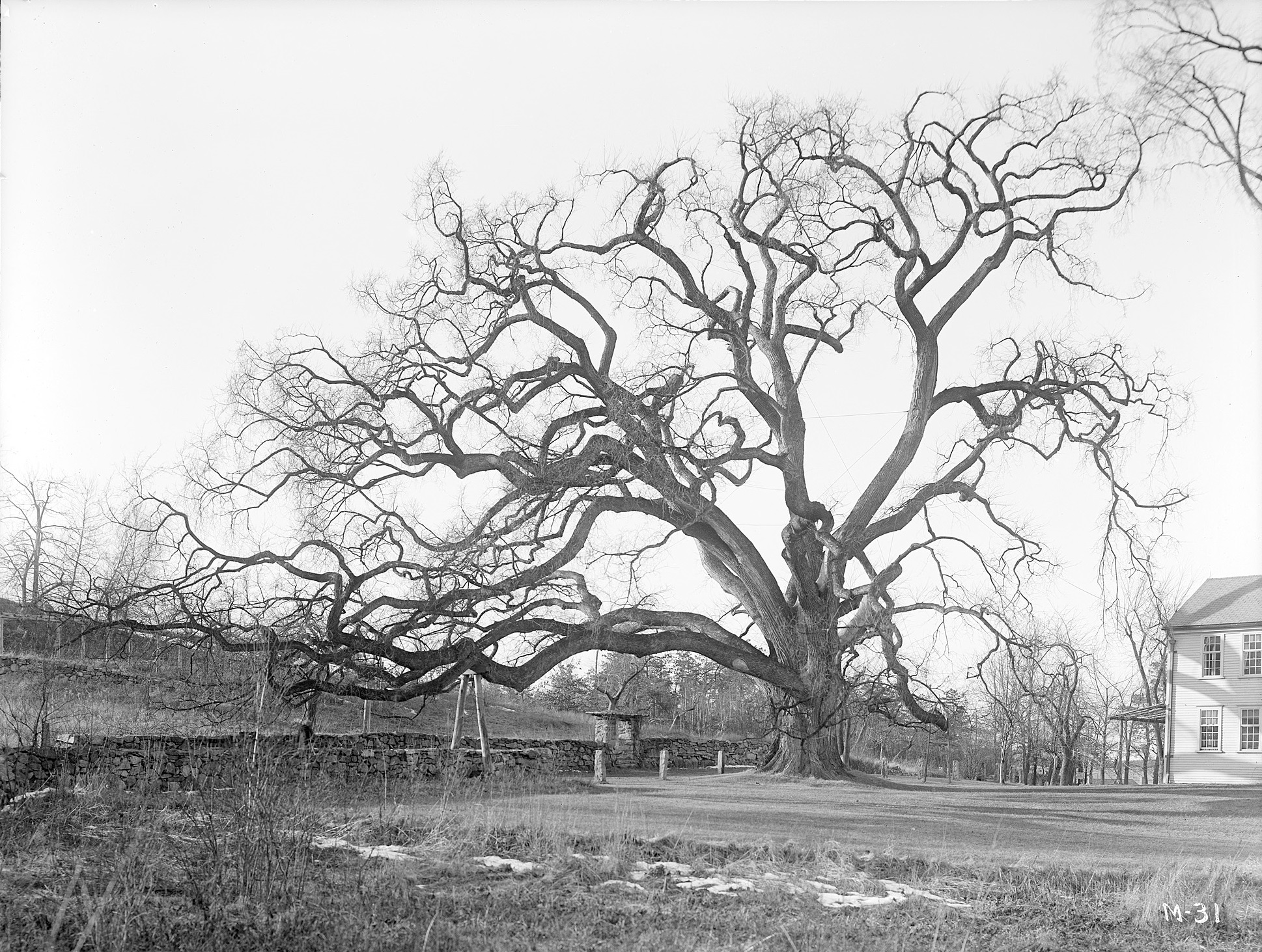 The Rugg or Gates Elm *I*(Ulmus americana)*/I* in Framingham, Massachusetts.