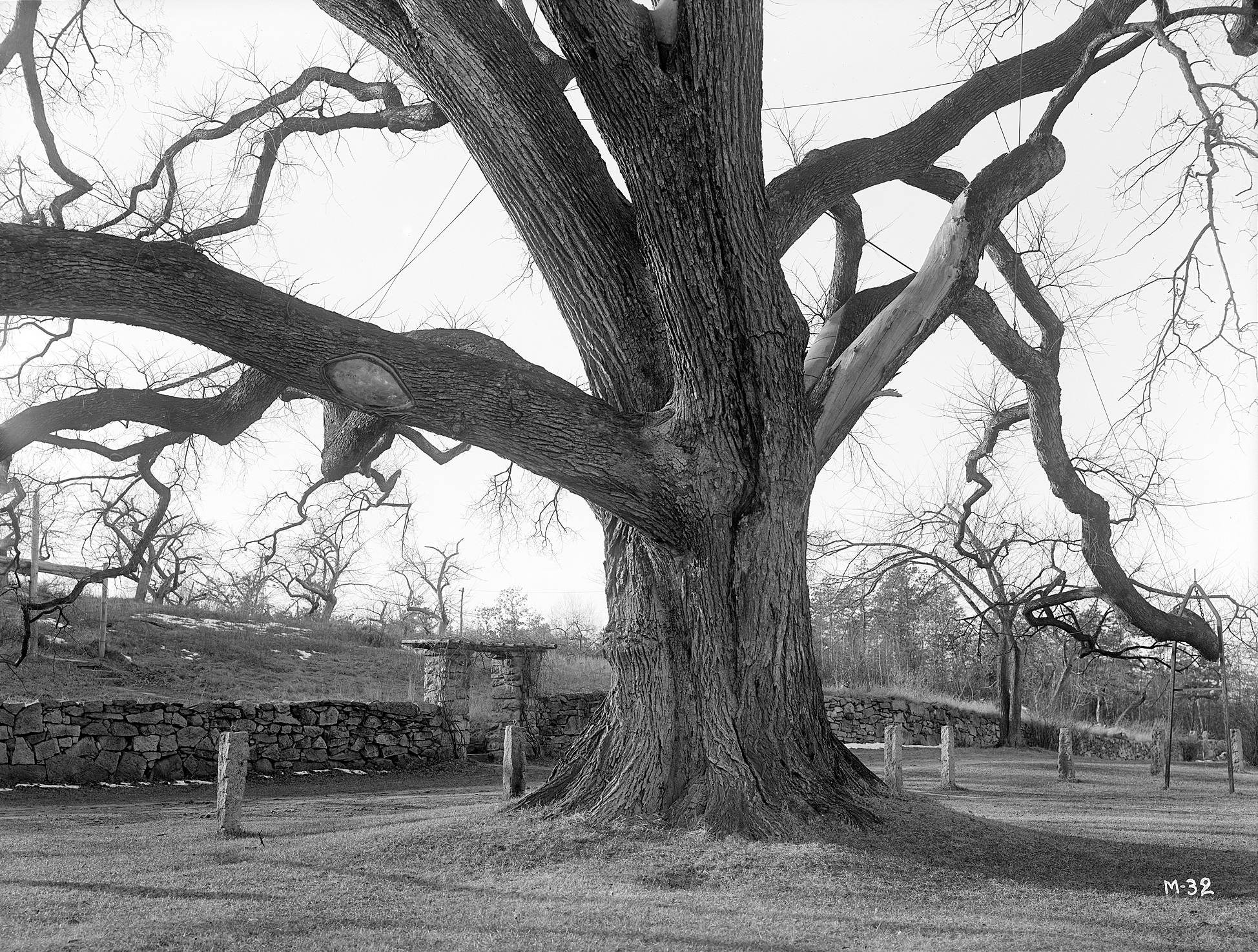 The trunk of the Rugg or Gates Elm *I*(Ulmus americana)*/I* in Framingham, Massachusetts.