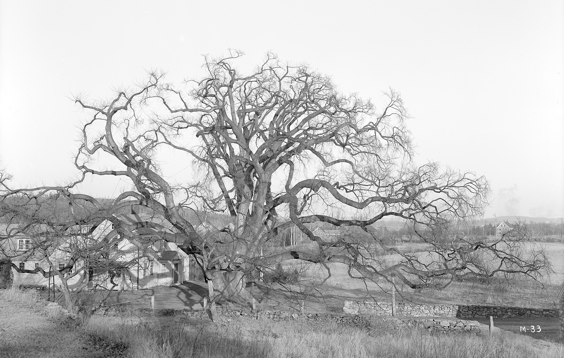 The Rugg or Gates Elm *I*(Ulmus americana)*/I* in Framingham, Massachusetts.