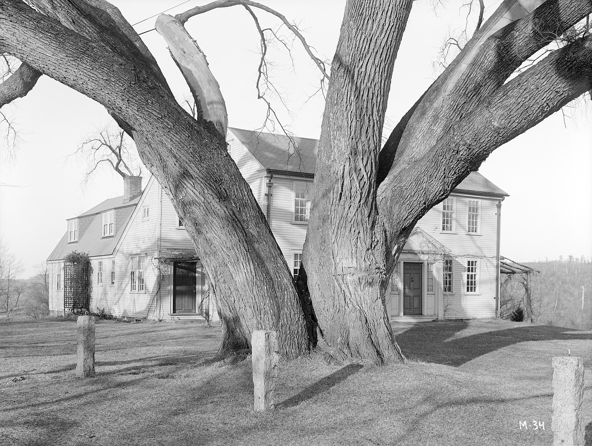 The trunk of the Rugg or Gates Elm *I*(Ulmus americana)*/I* in Framingham, Massachusetts.
