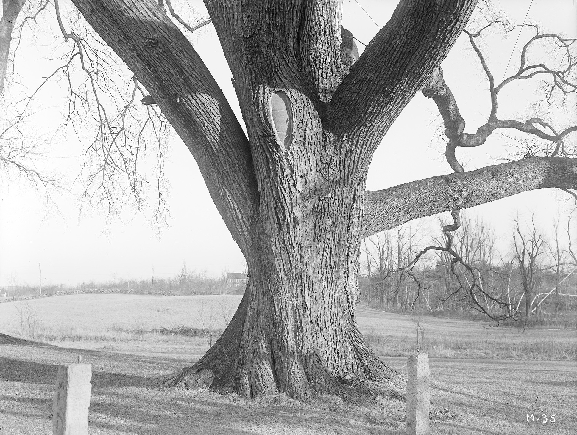 The trunk of the Rugg or Gates Elm *I*(Ulmus americana)*/I* in Framingham, Massachusetts.