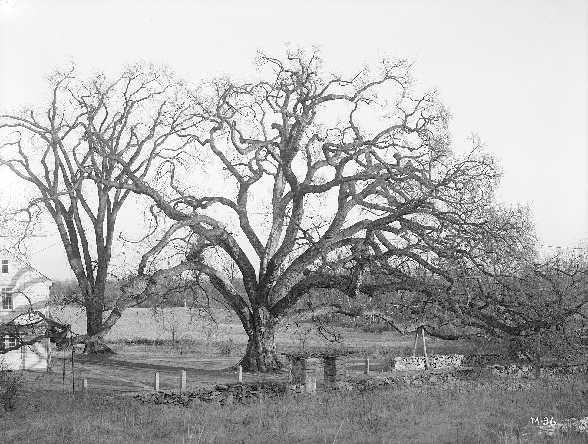 The Rugg or Gates Elm *I*(Ulmus americana)*/I* in Framingham, Massachusetts.