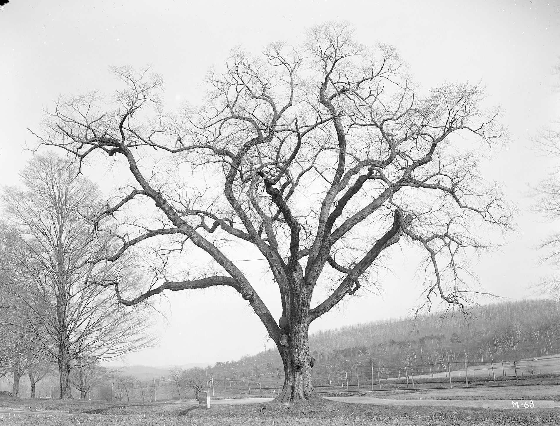 American elm *i*(Ulmus americana)*/i*, Palmer, Massachusetts.