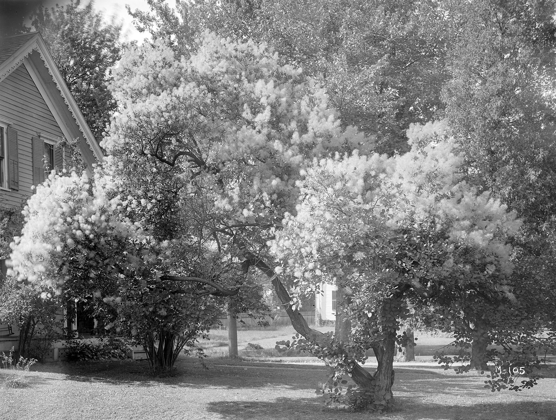 A *i*Cotinus coggygria*/i* in Cochituate, Massachusetts.