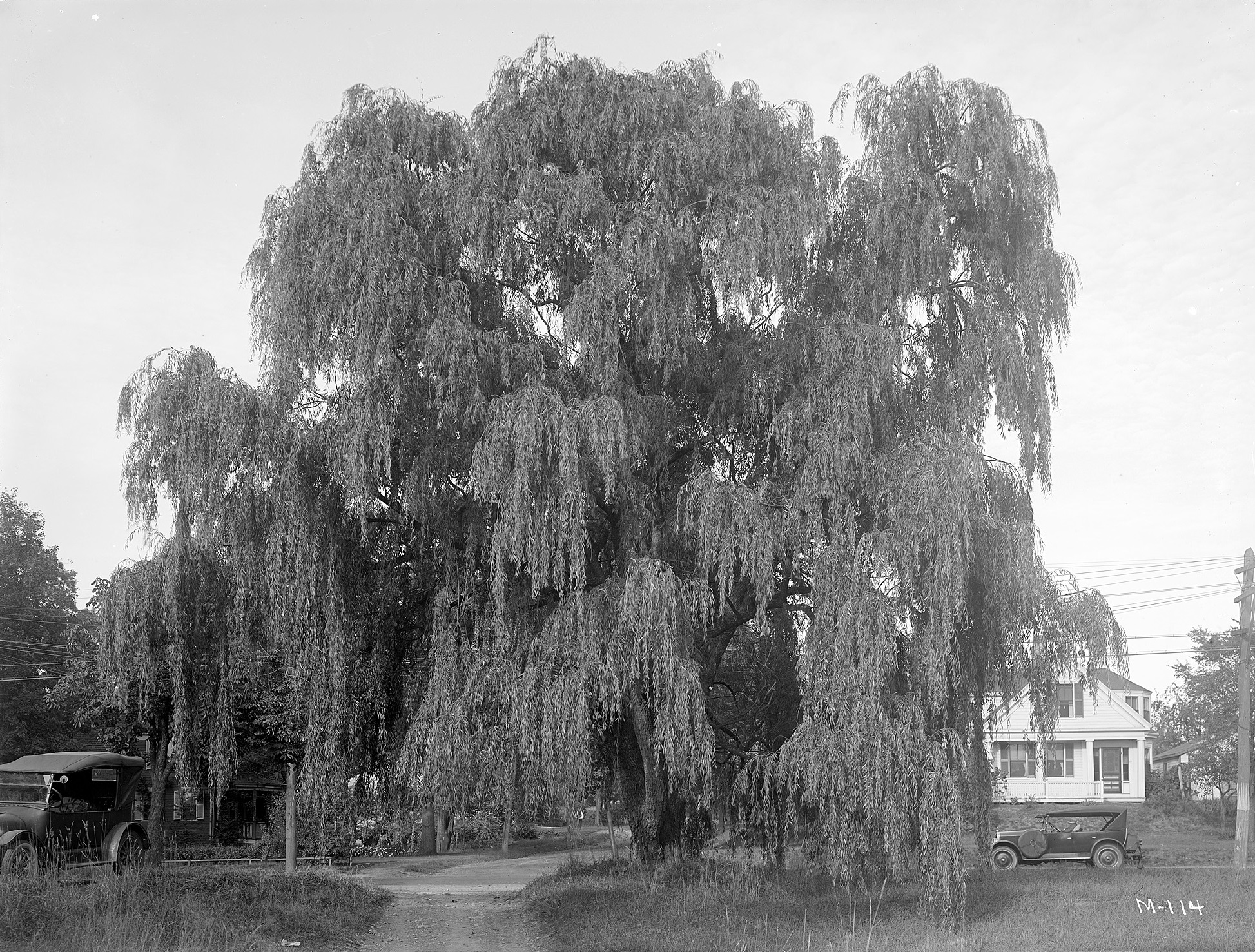 A *i*Salix blanda*/i* in Foxboro, Massachusetts.