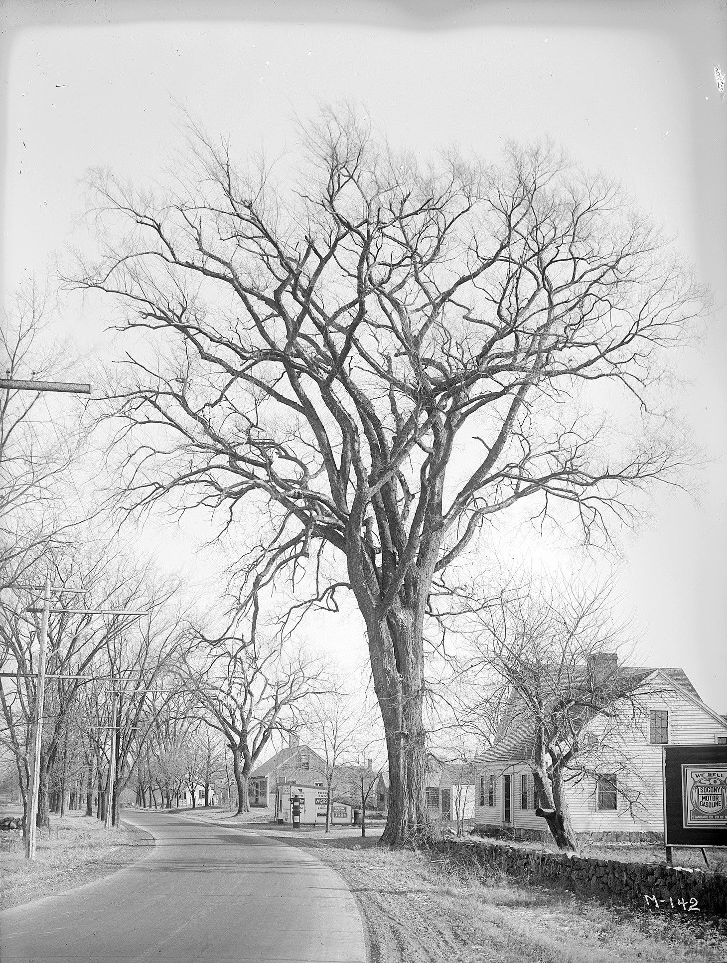 The Hanover Elm (Ulmus Americana).