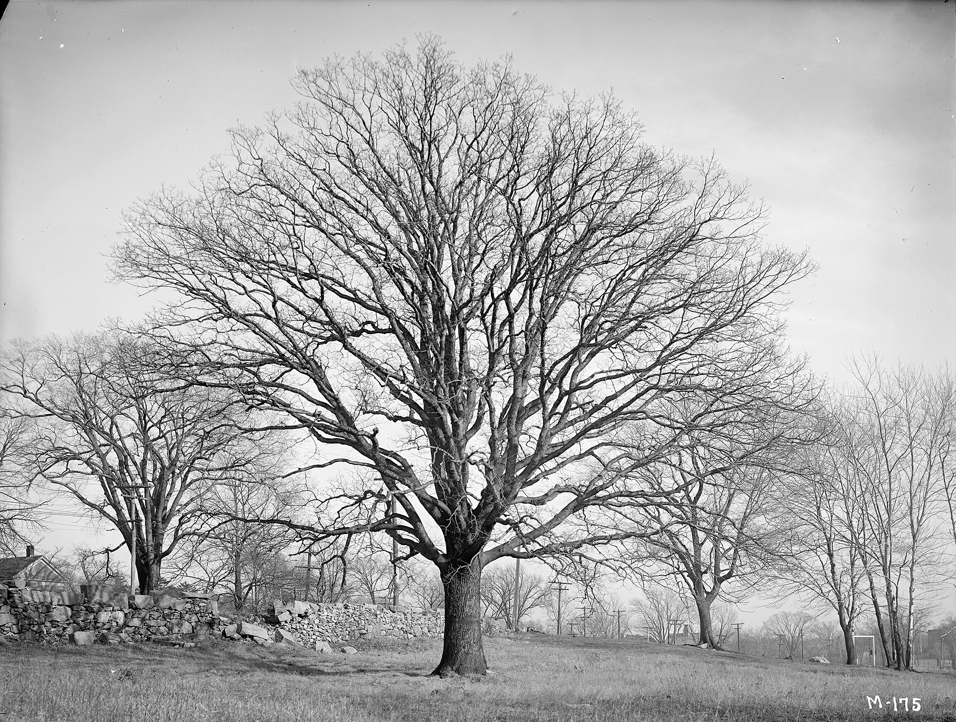 A white oak *i*(Quercus alba)*/i* at Brook Road, Milton, Massachusetts.
