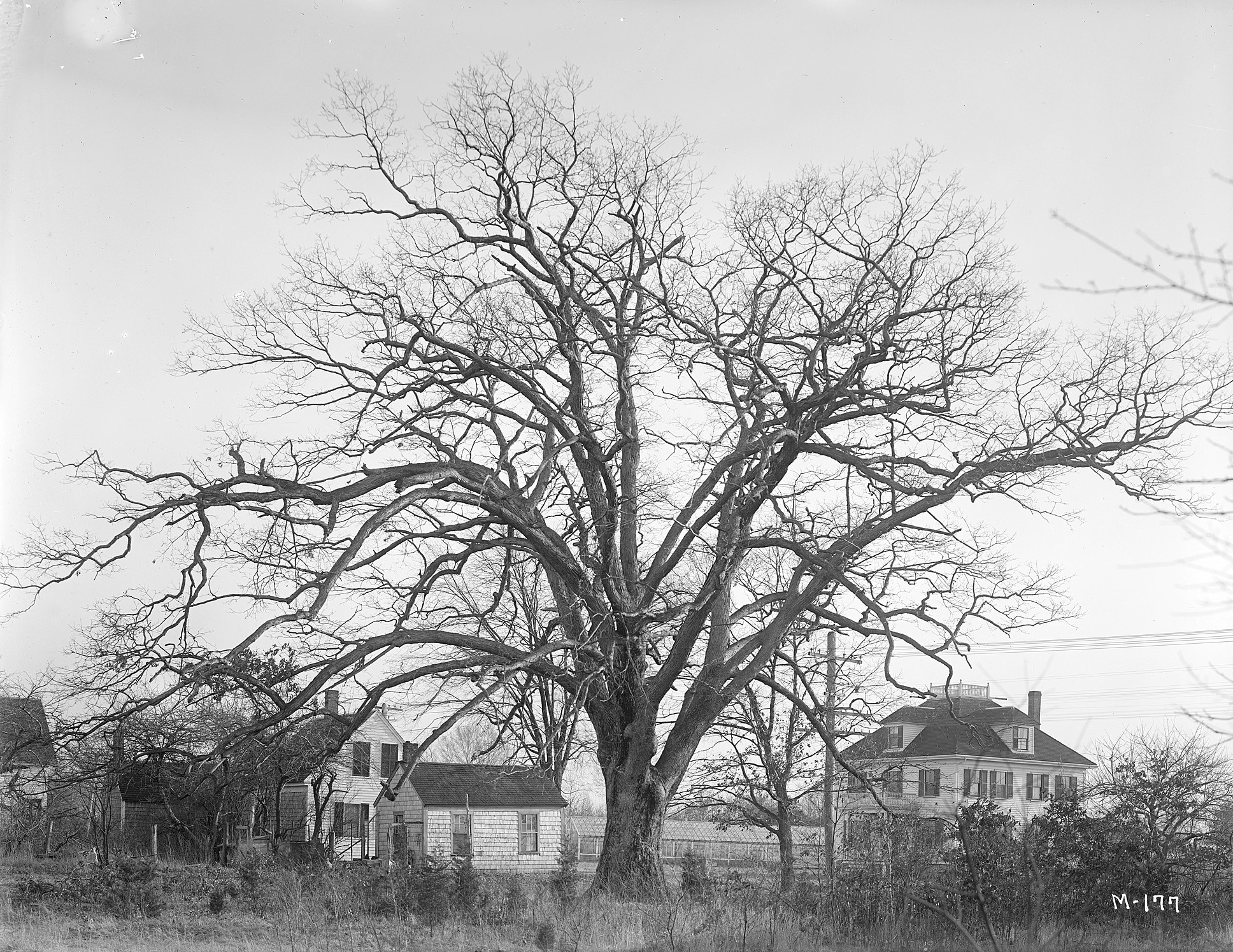A white oak (Quercus alba) in Mansfield, Massachusetts.