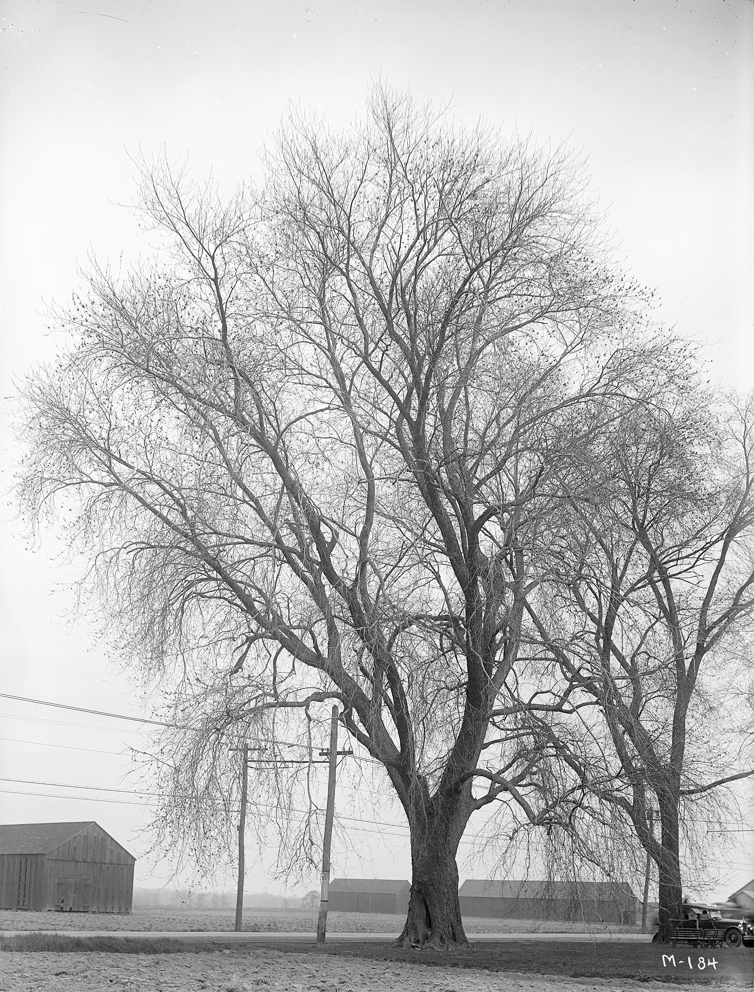 A silver maple *i*(Acer saccharum)*/i* in North Windsor, Connecticut with tobacco barns in the distance.