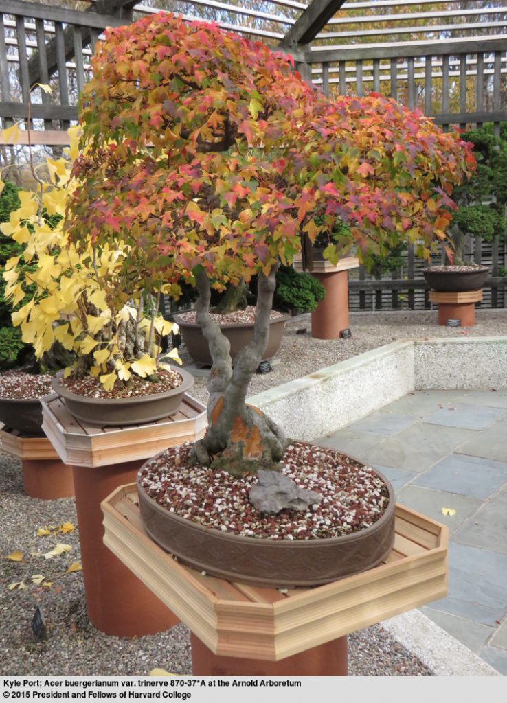 Acer buergerianum 870-37*A