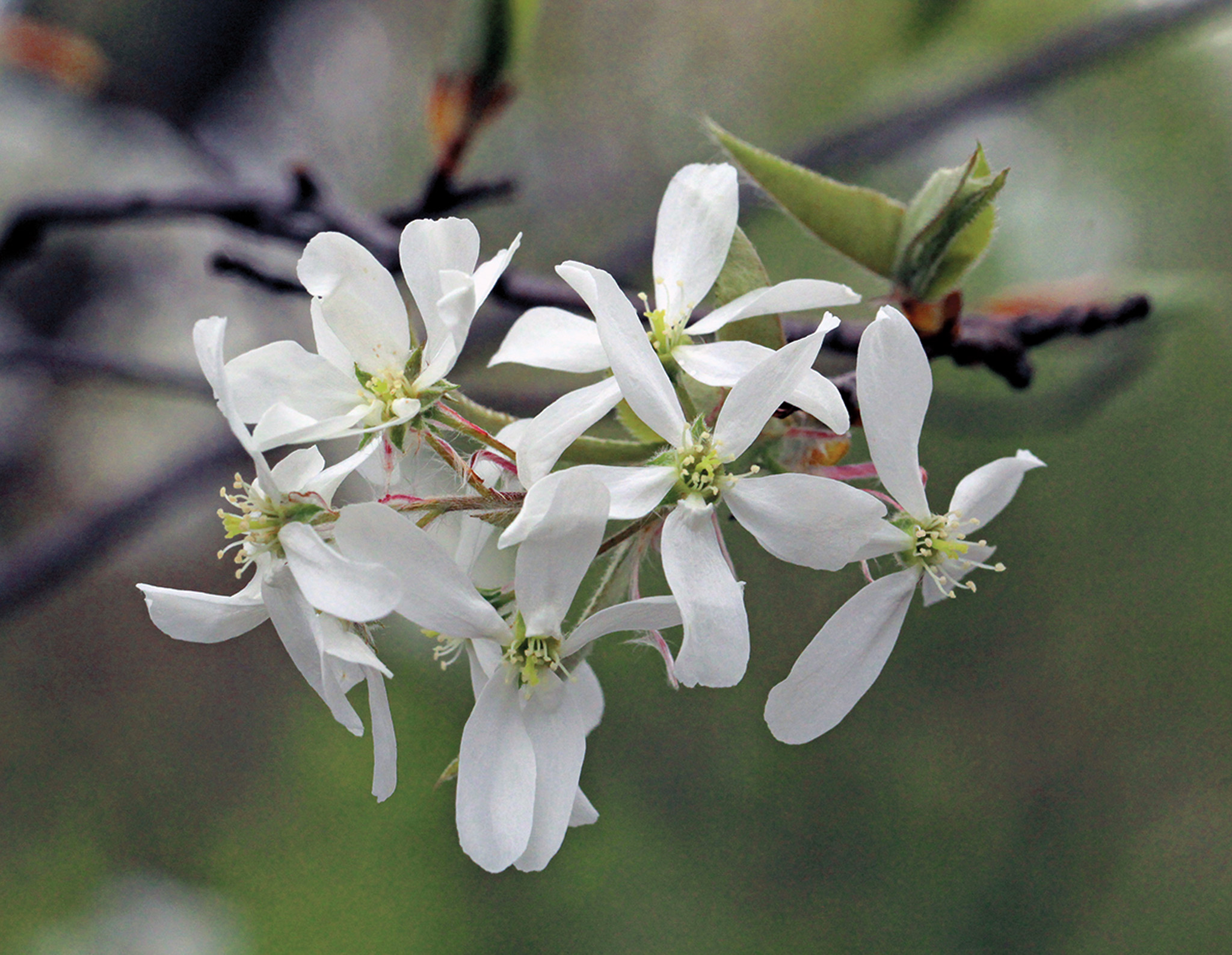 Amelanchier arborea22805-C by Suz Mrozak