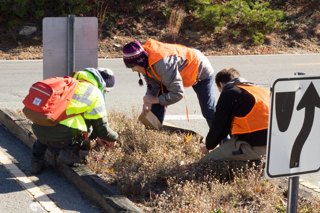 Herbaceous Layer Committee members collecting plants at Myles Standish State Forest, Plymouth, MA.