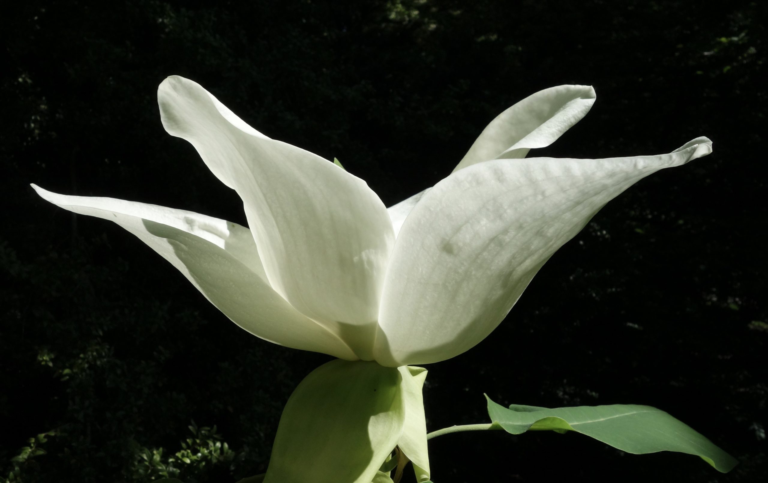 Magnolia macrophylla open flower