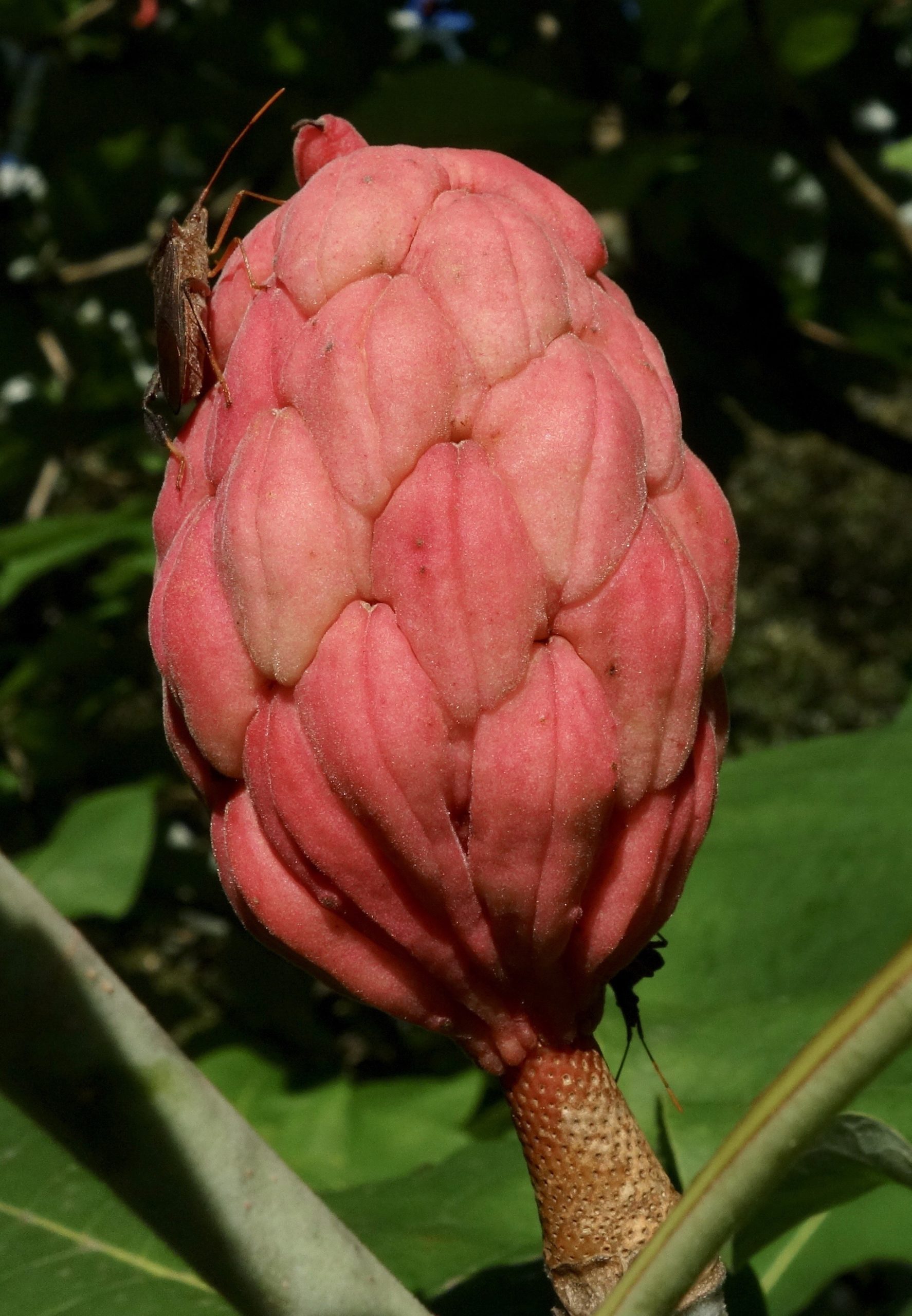 Magnolia macrophylla developing fruit