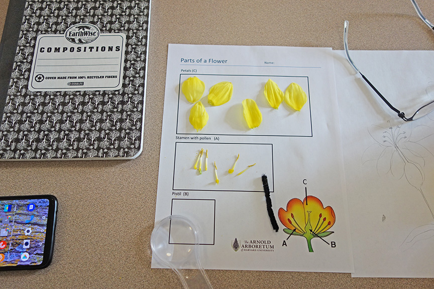parts of a flower organizer