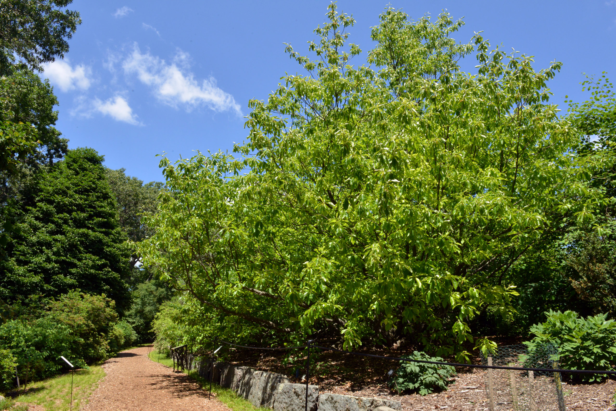 Franklin tree