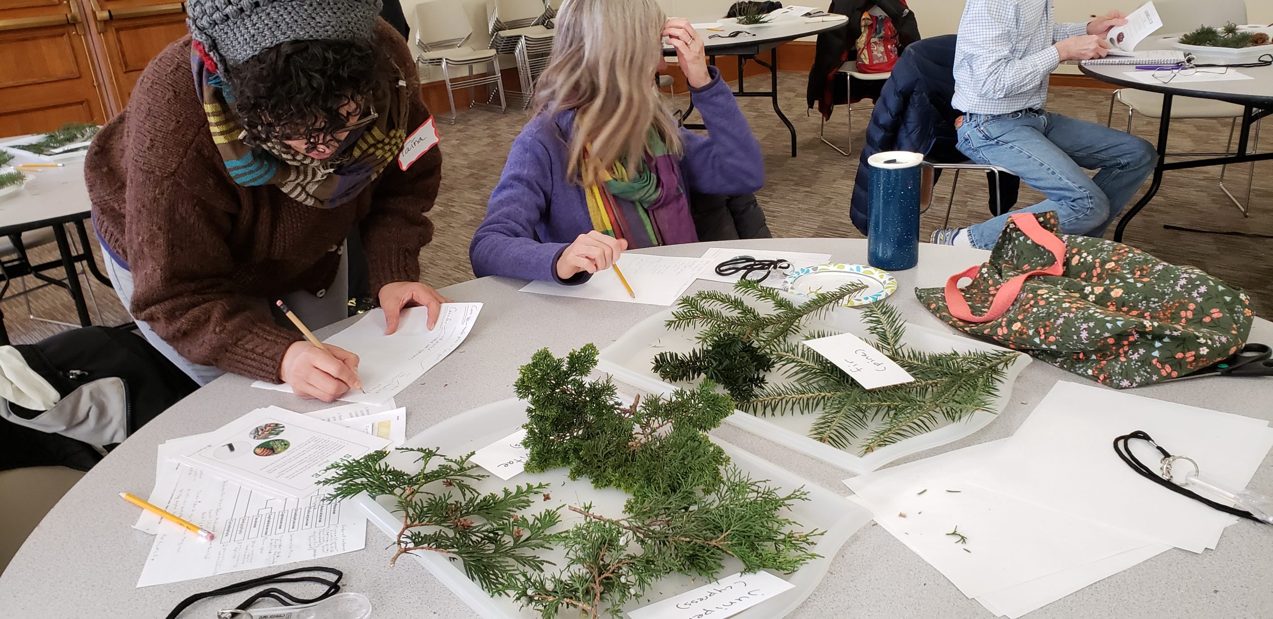 Educators identify conifers.