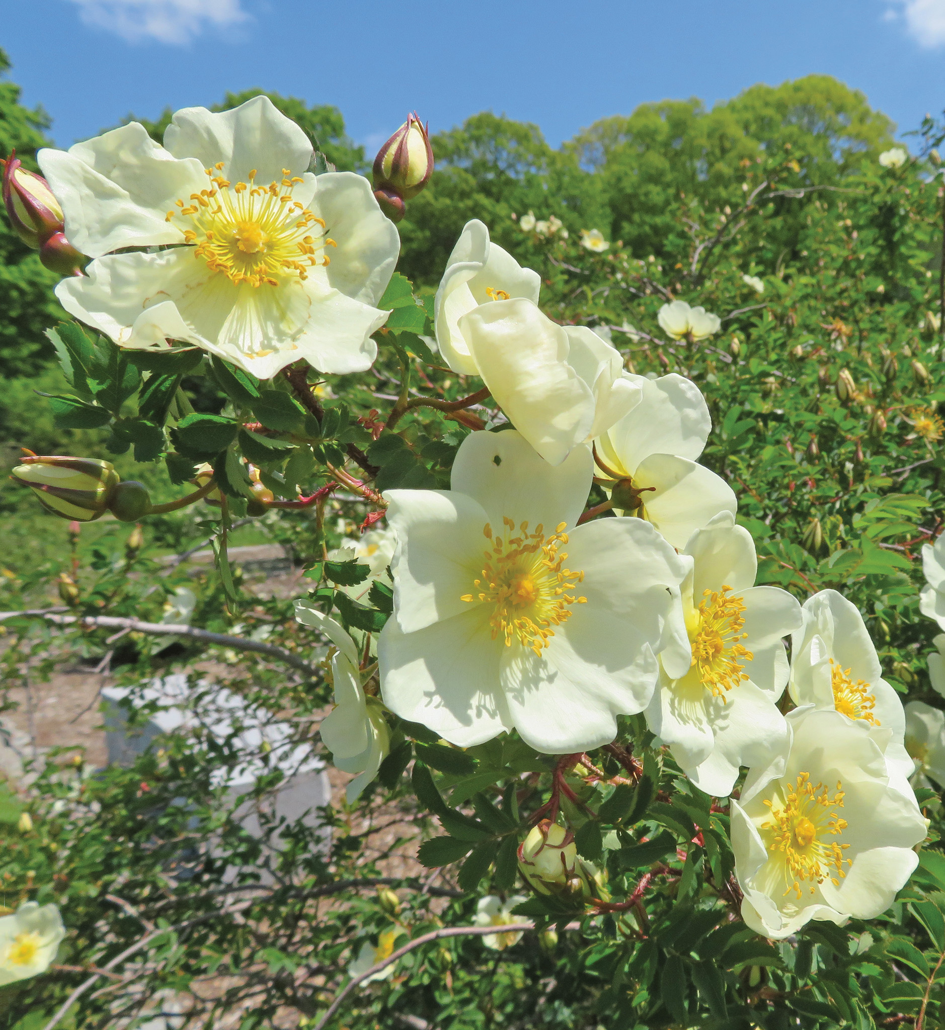 Rose incorrectly named 'Williams' Double Yellow'