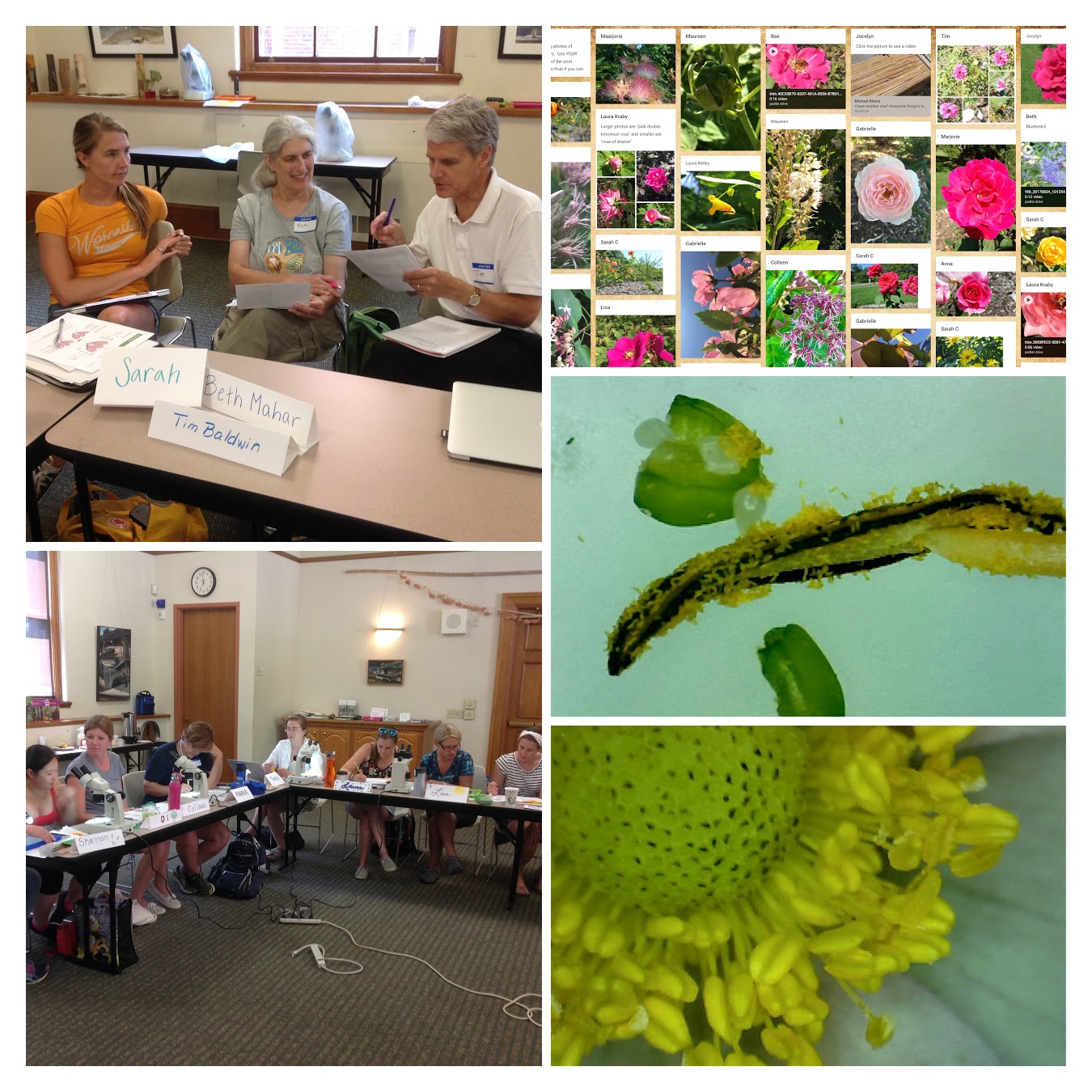 Learning about flowers and pollinators.