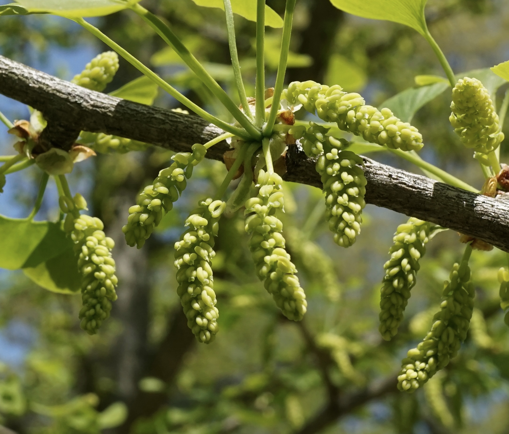 Male cones of ginkgo
