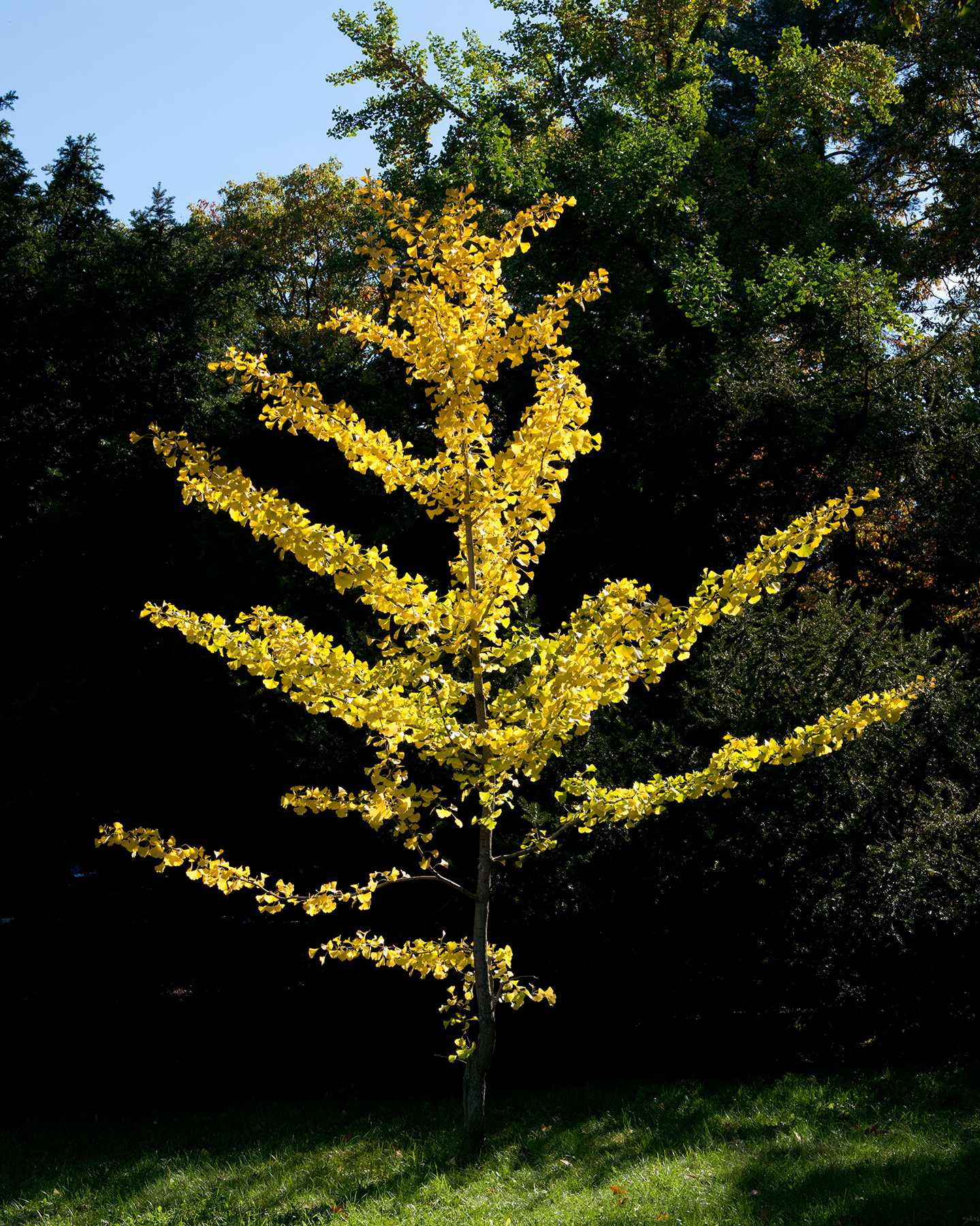 Form of young ginkgo tree