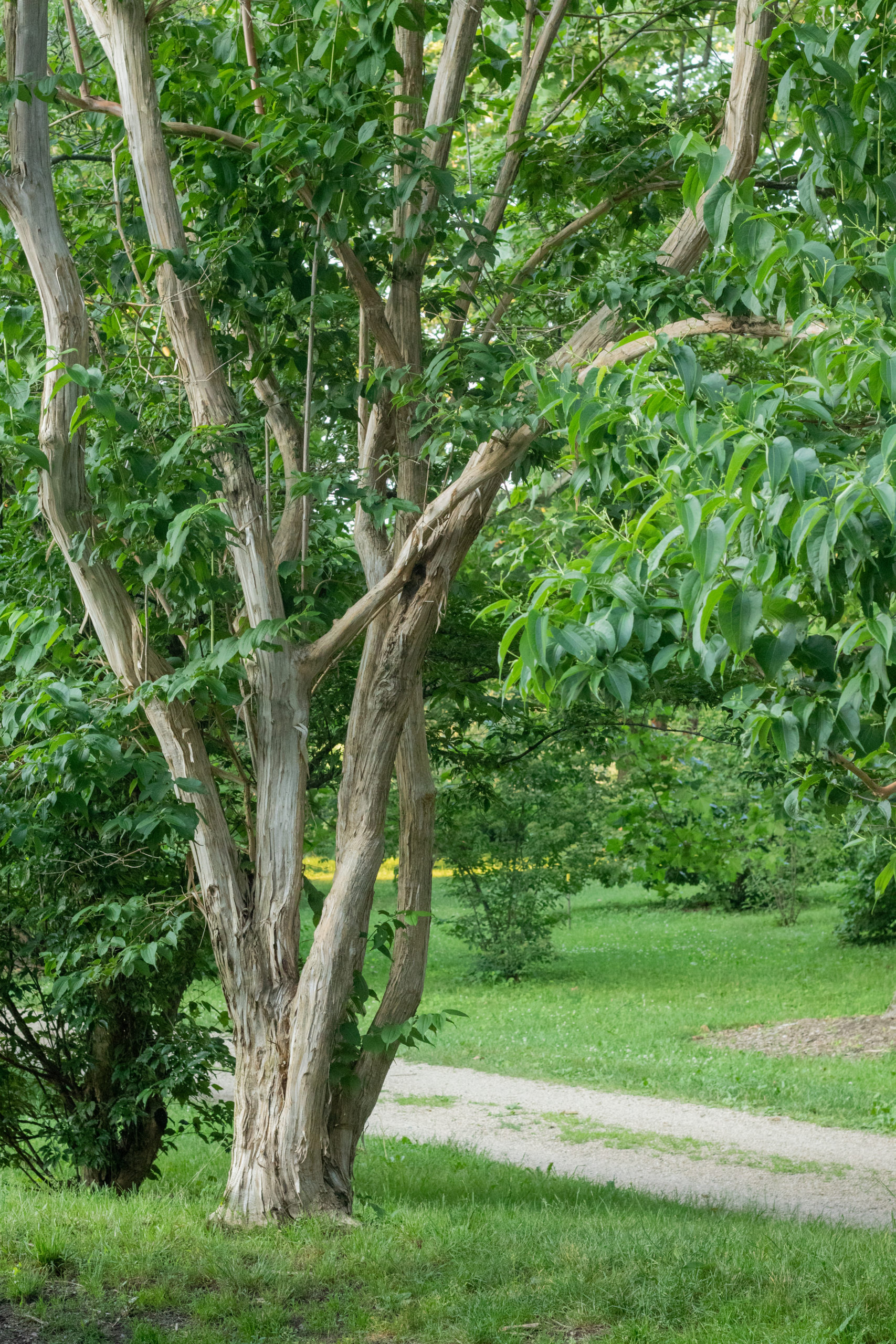 Heptacodium at AA