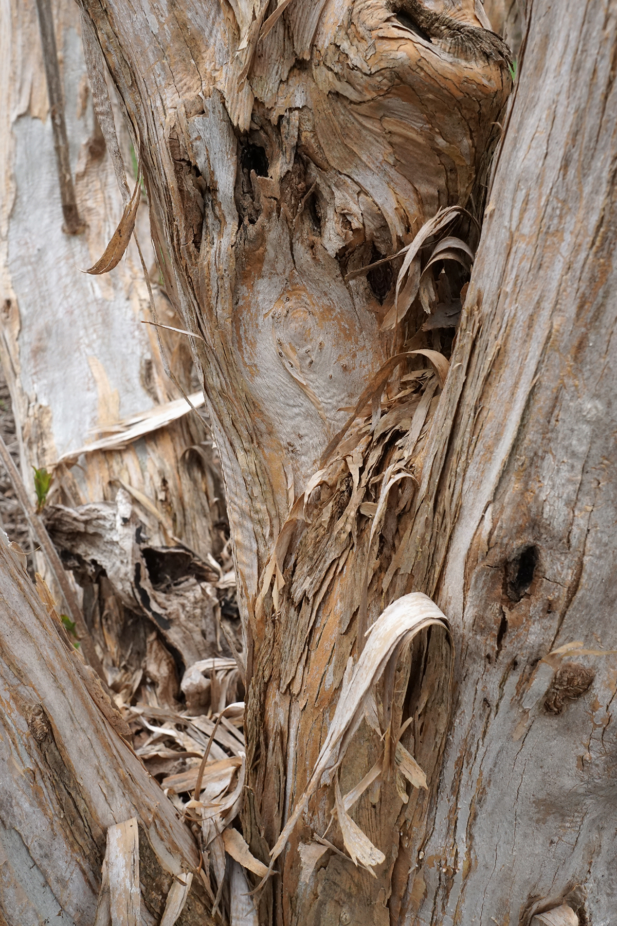 Bark of Heptacodium