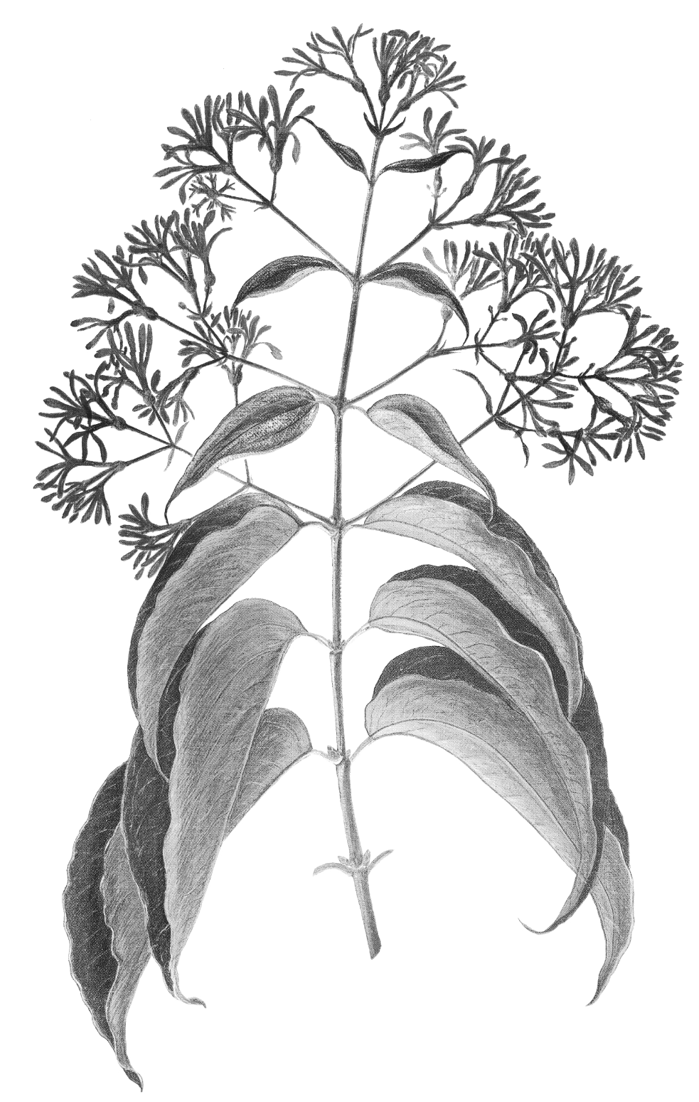 Illustration of Heptacodium