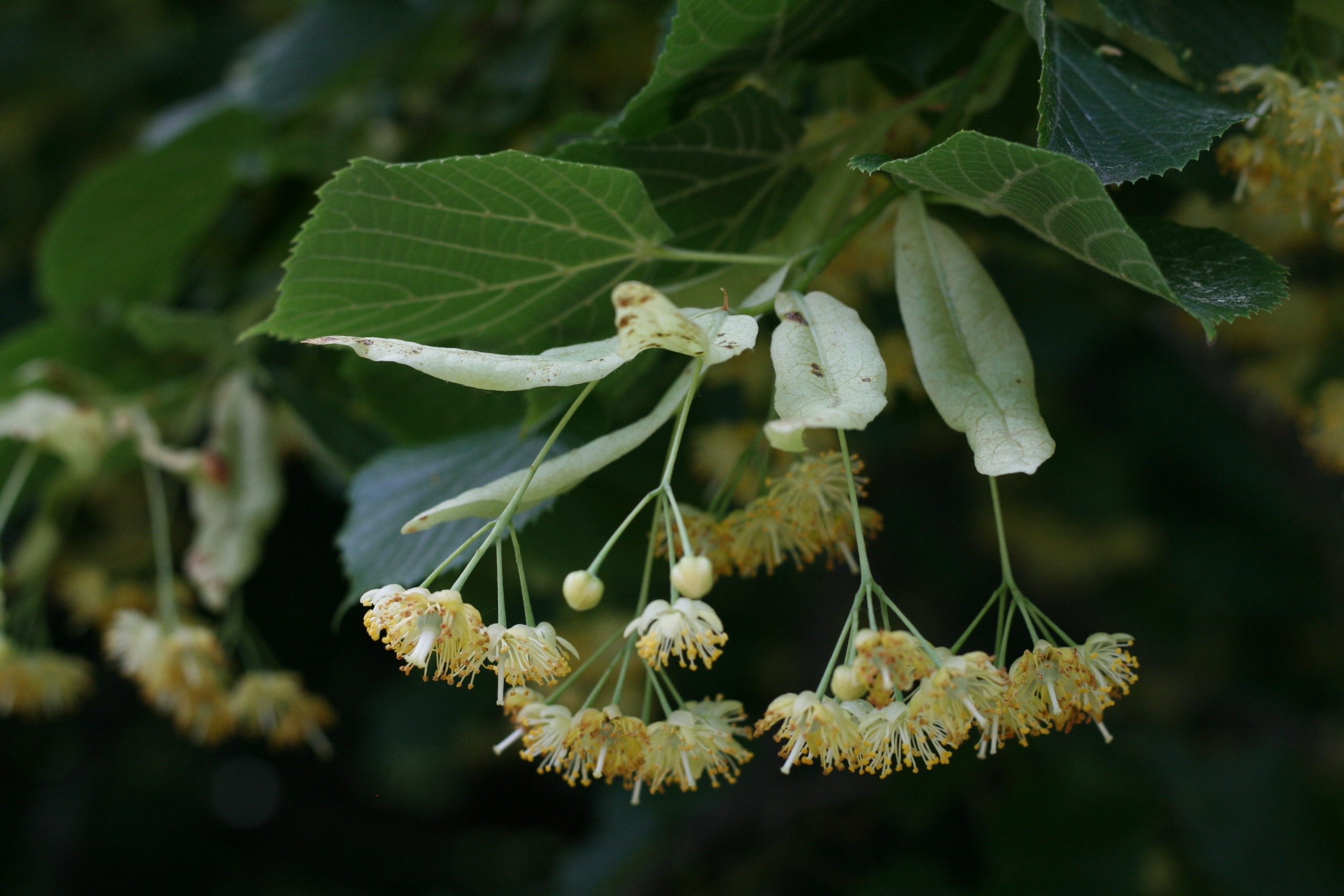Flowers of Tilia platyphyllos