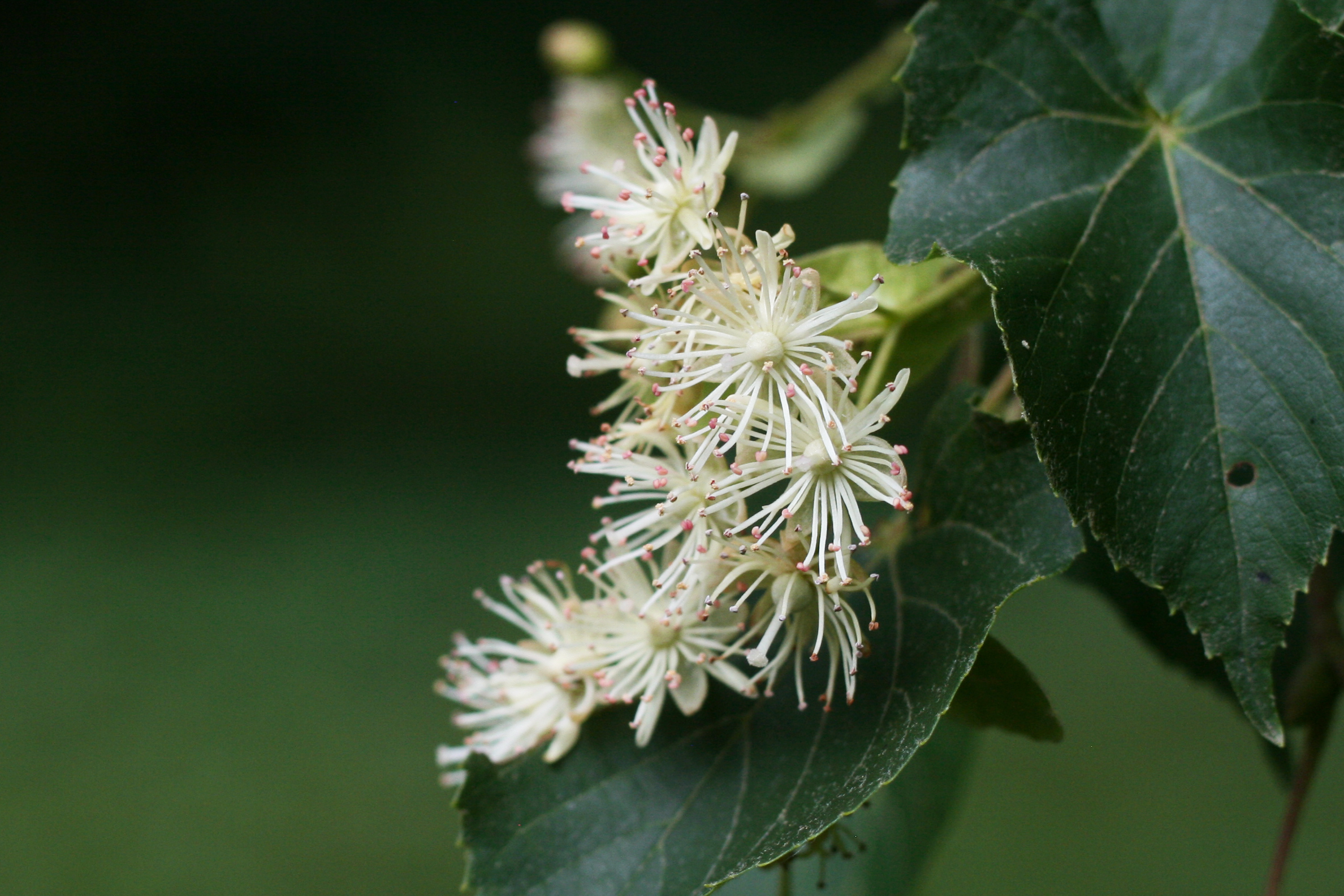 Flowers of Tilia Koreana