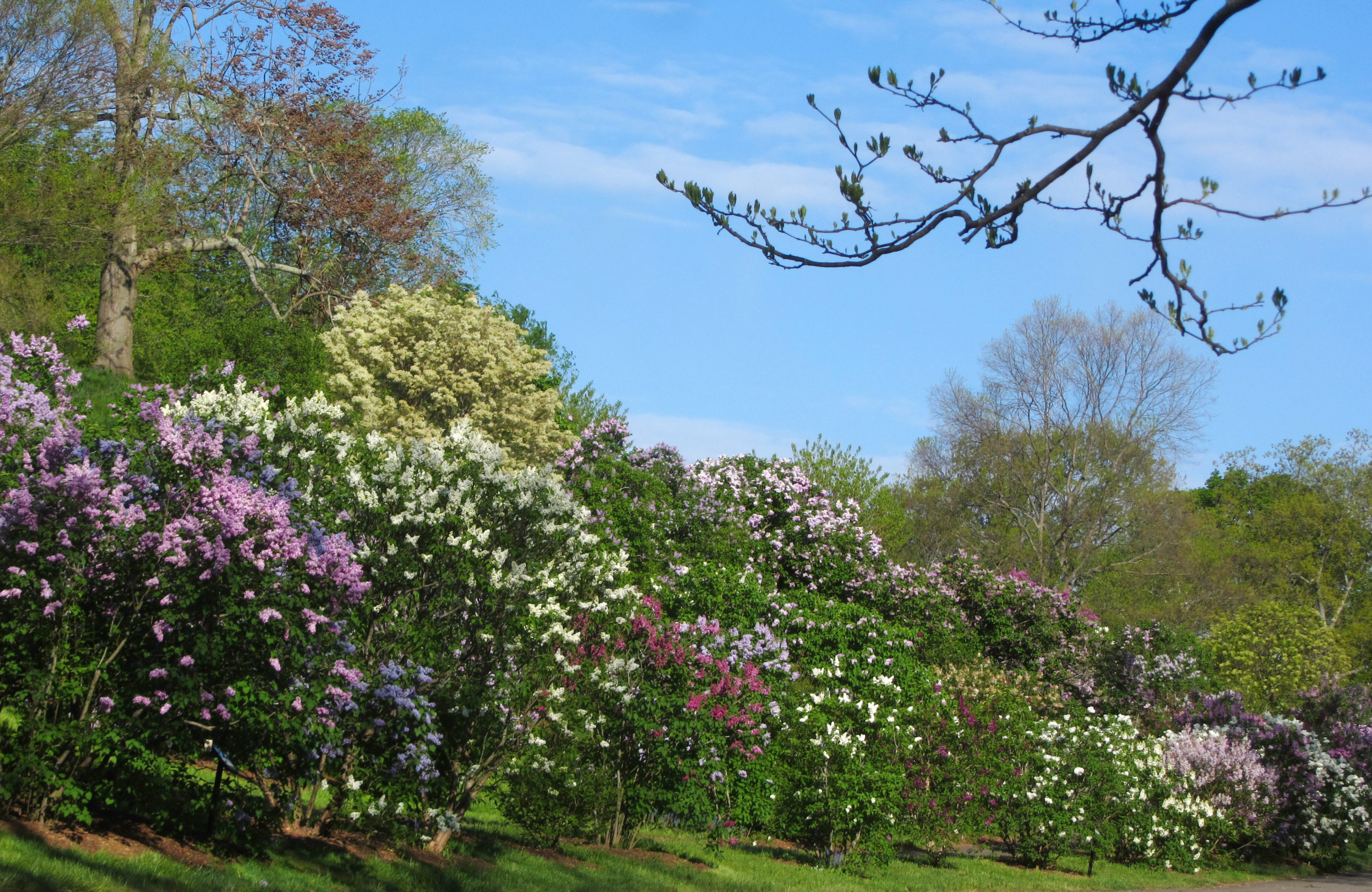 In mid-May, lilac hues delight visitors in the thousands.
