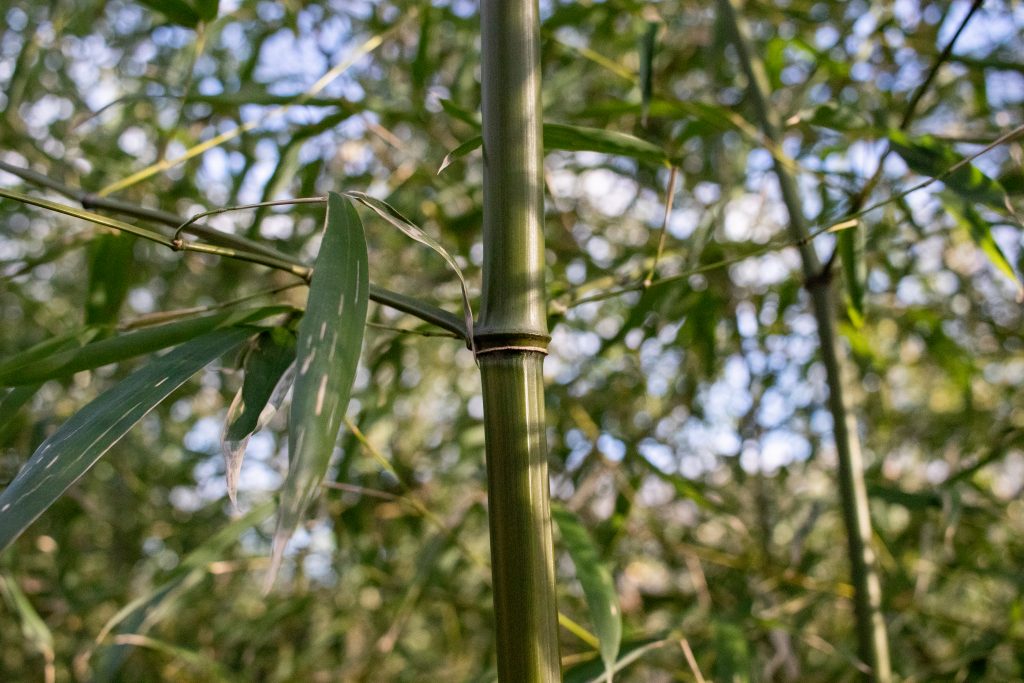 Shoot and foliage of sweetshoot bamboo