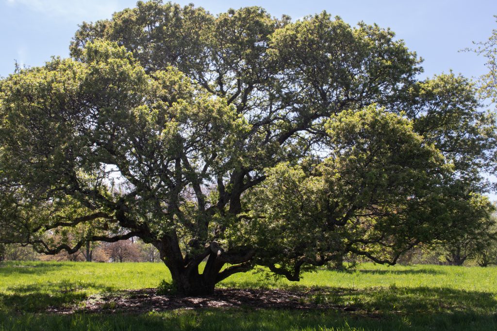 The low, twisting form of an unnamed crabapple hybrid by Karl Sax (691-52*A), shown here before the spring flower display.