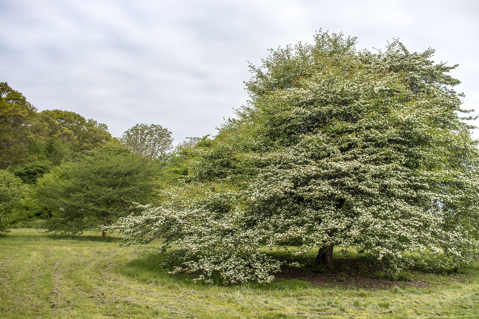 Flower clusters spot the canopy of Crataegus amnicola (6328*A).