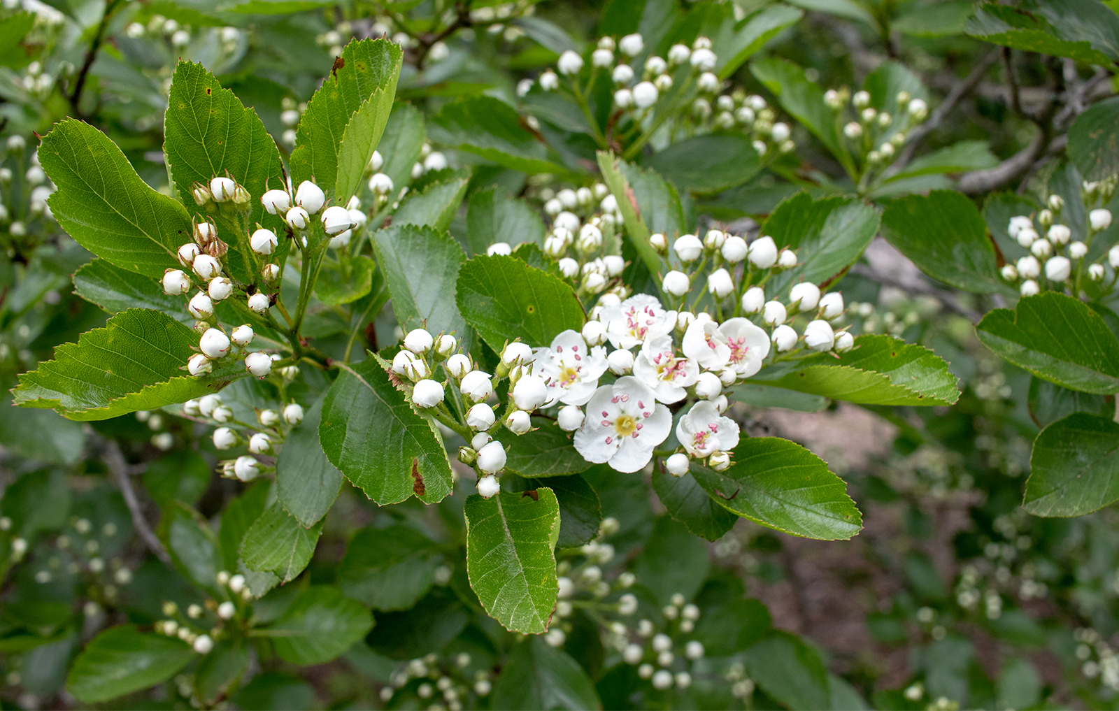 The first flowers open on Crataegus × disperma (4422*A).