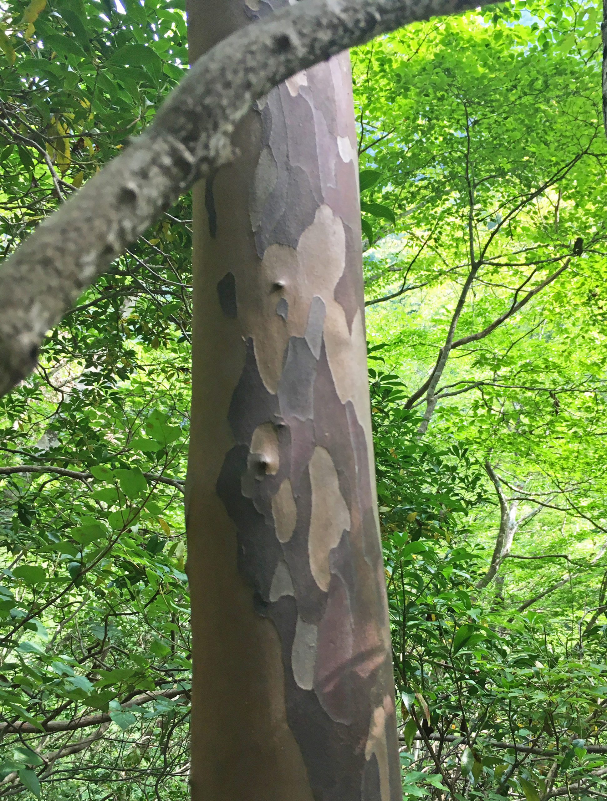 Japanese stewartia bark