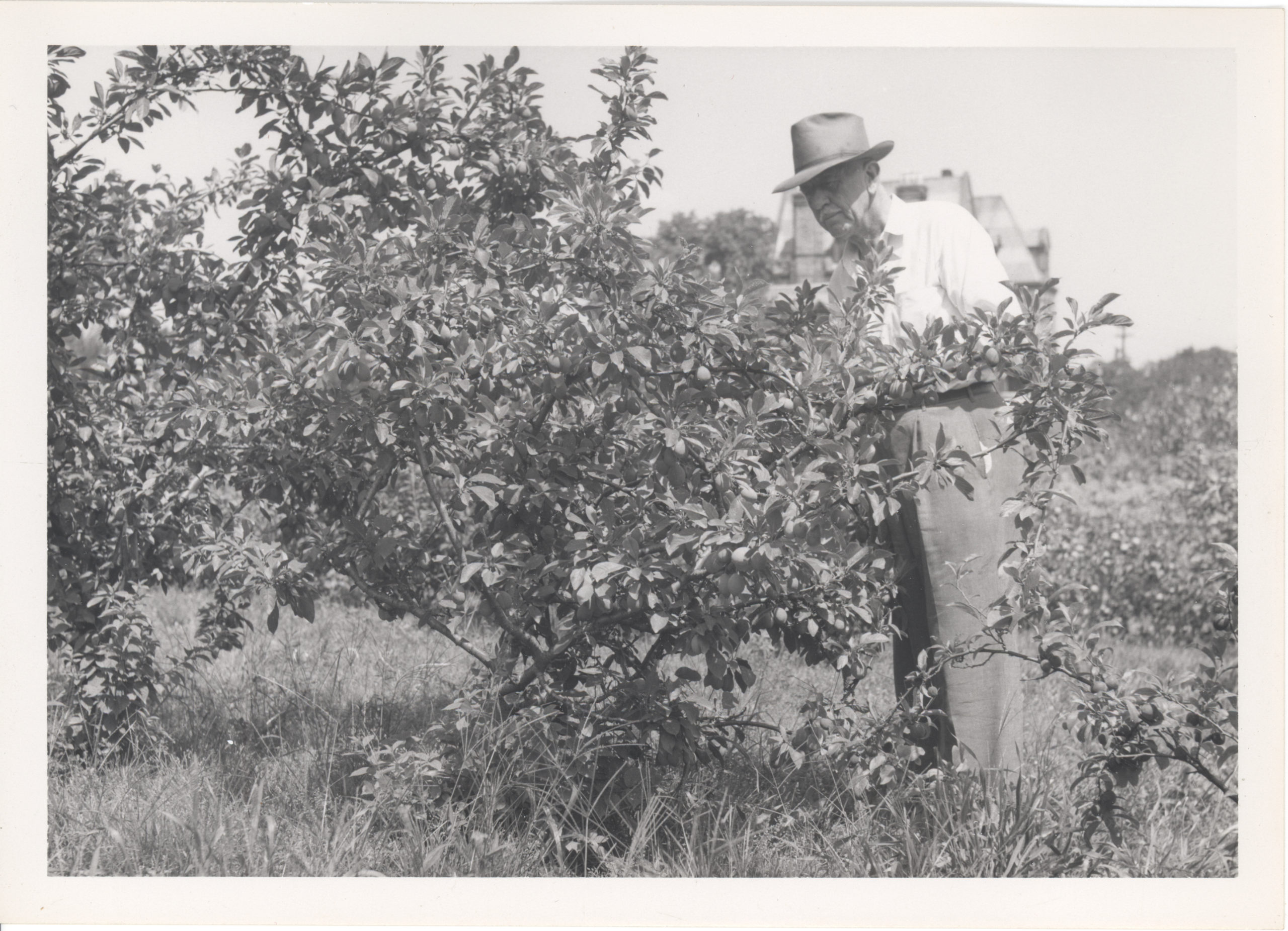 Karl Sax working in his research nursery in 1959. Notice the roof of the Bussey Institution in the background. Photo from Arnold Arboretum Archives.