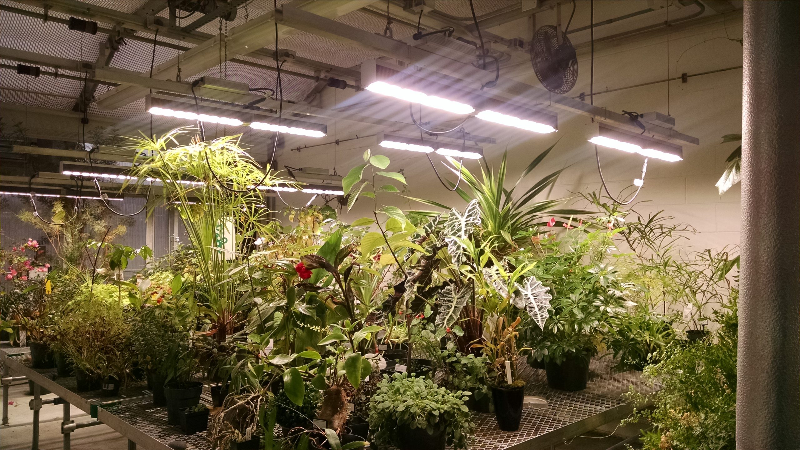 New LED lights at Weld Hill Growth Facilities