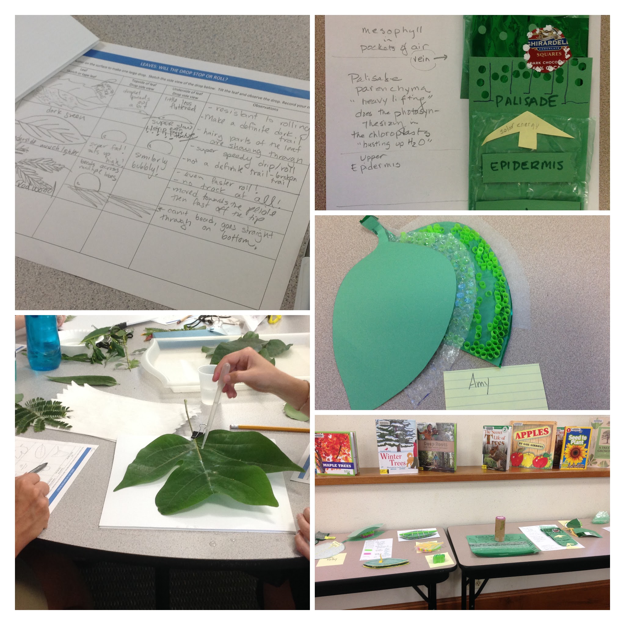 Learning about leaves through model making and hydrophobicity lab.
