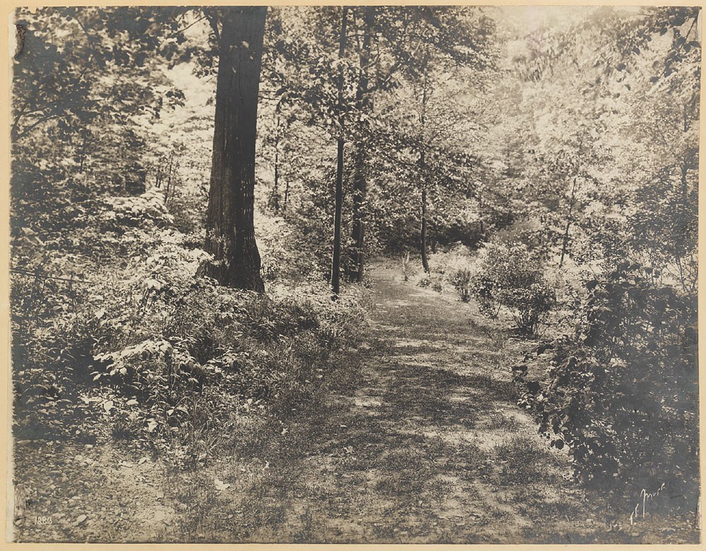 Leitneria Path, spring, 1903